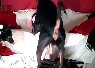 Pink-haired slut enjoying bestial hookup