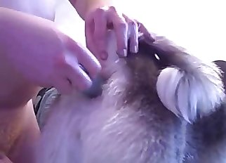 Schäferhund